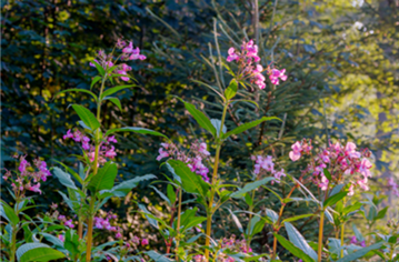 Bilden visar blomman jättebalsamin