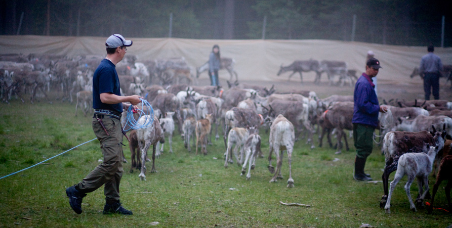 Sommarkväll, flera renskötare i hage med renar under kalvmärkning. 